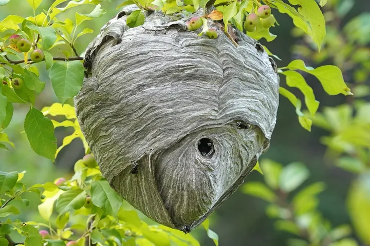A bald-faced hornet nest hanging among leaves on a tree branch: a gray, papery, football-shaped ball with one round entrance hole near the bottom.