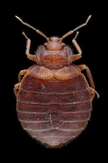 Adult female bed bug seen from above on a black background: a flat, oval, rusty red-brown body with fine bands across the abdomen, six legs and two antennae.