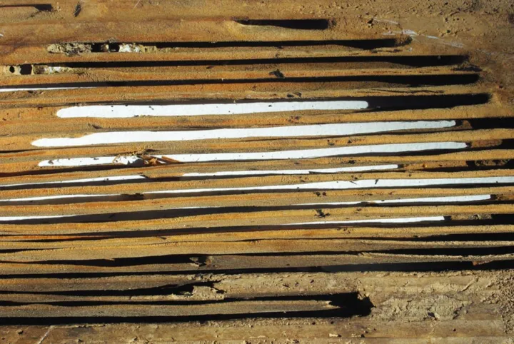 A weathered wooden board whose softer wood has been chewed away in long parallel channels, leaving thin ridges of harder wood standing between them.