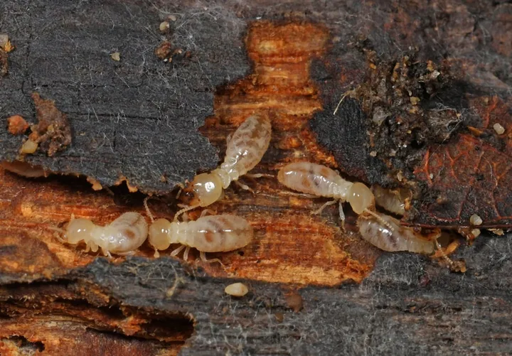 Several eastern subterranean termite workers in a gap in rotting wood: pale, cream-colored, soft-bodied insects with rounded light brown heads and no wings.