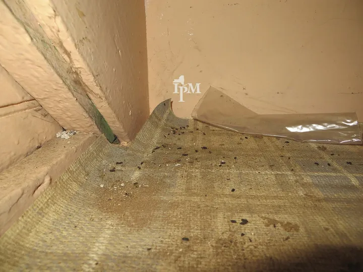 Small, dark, rod-shaped mouse droppings scattered on a dusty floor along the base of a painted wall, next to a gap at the corner.