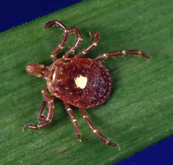 Adult female lone star tick seen from above on a grass blade: a rounded reddish-brown body with one white spot in the middle of its back.