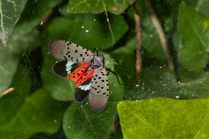 Adult spotted lanternfly with its wings partly open on a spider web over leaves: gray-pink forewings with black spots, and red hind wings with black spots and a white band.