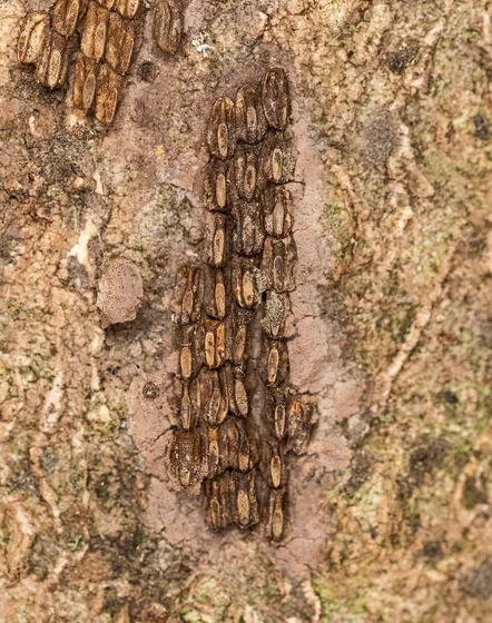 A hatched spotted lanternfly egg mass on tree bark: brown, seed-shaped egg cases laid side by side in vertical rows, with open tops where the nymphs emerged.
