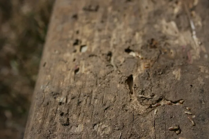A weathered board with its surface eaten away into pits and channels, with a few pale termite workers crawling in the damaged area at the lower right.