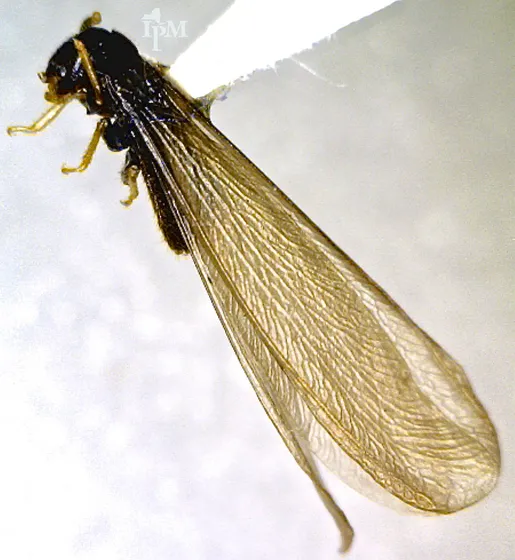 Termite swarmer seen from above: a dark body with long, pale, veined wings folded flat over its back and reaching well past the end of the body.