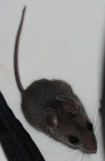 A white-footed mouse with large dark eyes, big ears and a long tail on the white enamel of a bathtub.